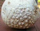 Amanita magniverrucata image