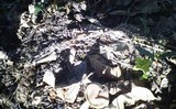 Helvella elastica image