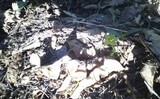 Helvella elastica image