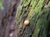 Lycogala epidendrum image