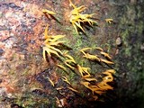 Calocera cornea image
