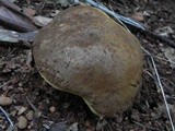 Boletus regineus image