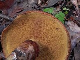 Suillus lakei image