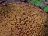Suillus lakei image