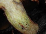 Suillus lakei image