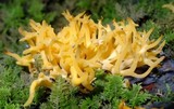 Calocera viscosa image