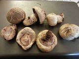 Agaricus bitorquis image