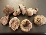 Agaricus bitorquis image