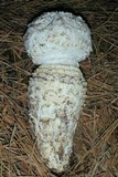 Amanita magniverrucata image