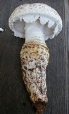 Amanita magniverrucata image