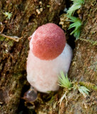 Boletellus emodensis image