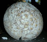 Amanita magniverrucata image