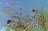 Gymnopilus imperialis image