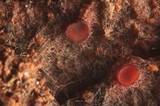Patinellaria sanguinea image