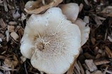 Pluteus petasatus image