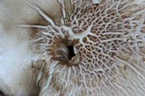 Pluteus petasatus image