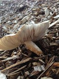 Pluteus petasatus image