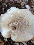 Pluteus petasatus image