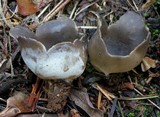 Helvella leucomelaena image