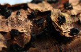 Tryblidiopsis pinastri image