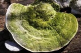 Trametes gibbosa image