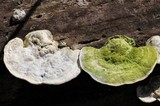 Trametes gibbosa image