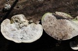 Trametes gibbosa image