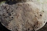 Trametes gibbosa image