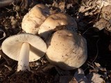 Pluteus petasatus image