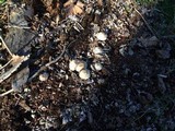 Pluteus petasatus image