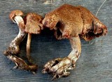Inocybe hirsuta var. maxima image