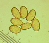 Inocybe hirsuta var. maxima image