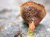 Coltricia perennis image