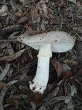 Amanita luteolovelata image