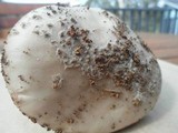 Amanita luteolovelata image