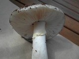 Amanita luteolovelata image