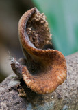 Polyporus gayanus image