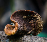 Polyporus gayanus image