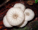 Pseudohiatula irrorata image