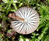Pseudohiatula irrorata image