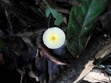 Leucocoprinus fragilissimus image