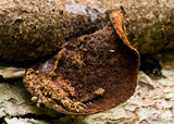 Polyporus gayanus image