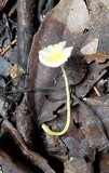 Leucocoprinus fragilissimus image