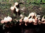 Ripartitella brasiliensis image