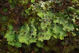 Pseudocyphellaria berberina image