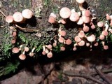 Ripartitella brasiliensis image