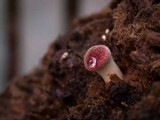 Gymnopilus purpuratus image