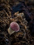 Gymnopilus purpuratus image