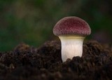 Gymnopilus purpuratus image