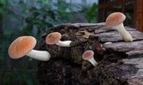 Gymnopilus purpuratus image